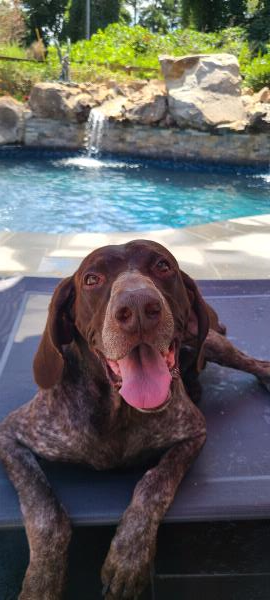 /images/uploads/southeast german shorthaired pointer rescue/segspcalendarcontest2021/entries/21790thumb.jpg